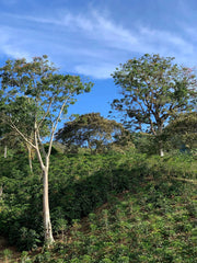 Colombia Los Guaduales -Yury Montanchez - Washed Process